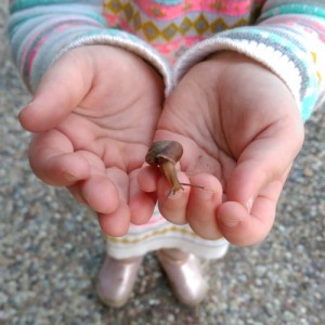 snail